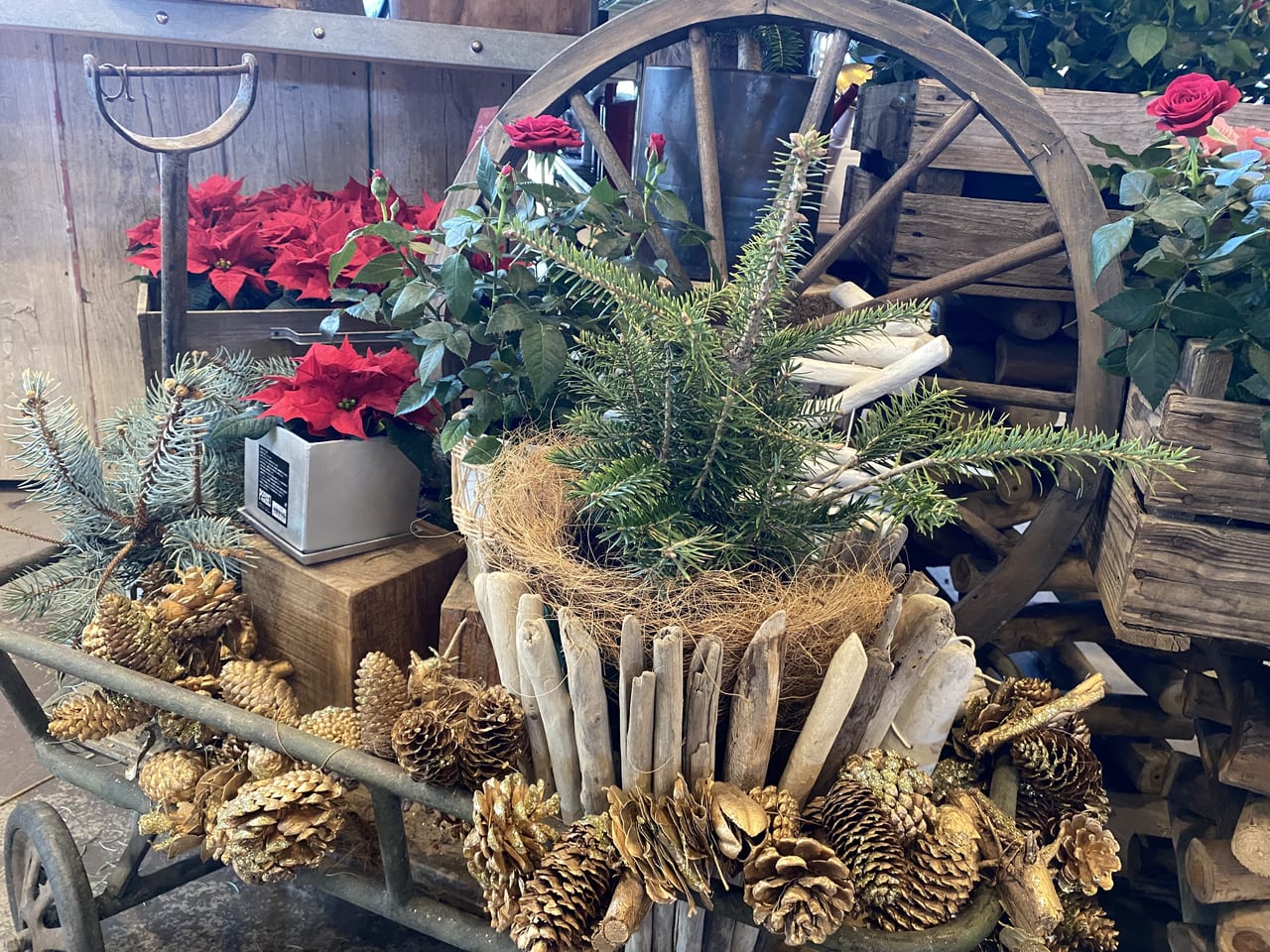 千葉市稲毛区 ガーデニング専門店the Farm Universal Chiba店さんで 生きた植物で作るクリスマスデコレーショングッズが賑わいをみせています 号外net 千葉市稲毛区 花見川区 美浜区