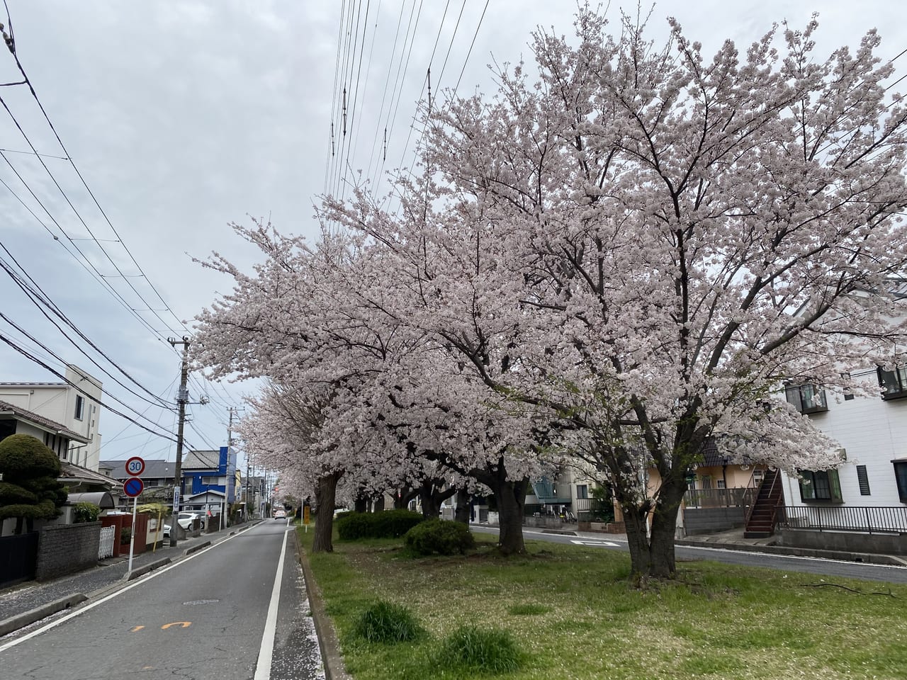 千葉市花見川区 花園グリーンベルトの桜の散り時はいつ 号外net 千葉市稲毛区 花見川区 美浜区