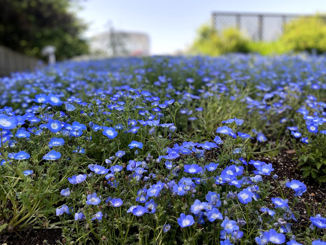 千葉市美浜区 千葉市花の美術館は花のパワースポット 鯉のぼりと花のコラボレーションが期間限定で楽しめます 号外net 千葉 市稲毛区 花見川区 美浜区