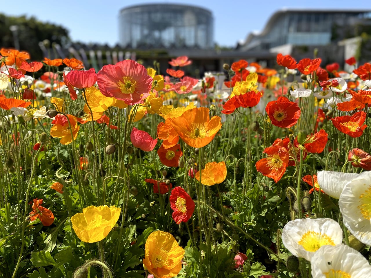 千葉市美浜区 千葉市花の美術館は花のパワースポット 鯉のぼりと花のコラボレーションが期間限定で楽しめます 号外net 千葉市 稲毛区 花見川区 美浜区