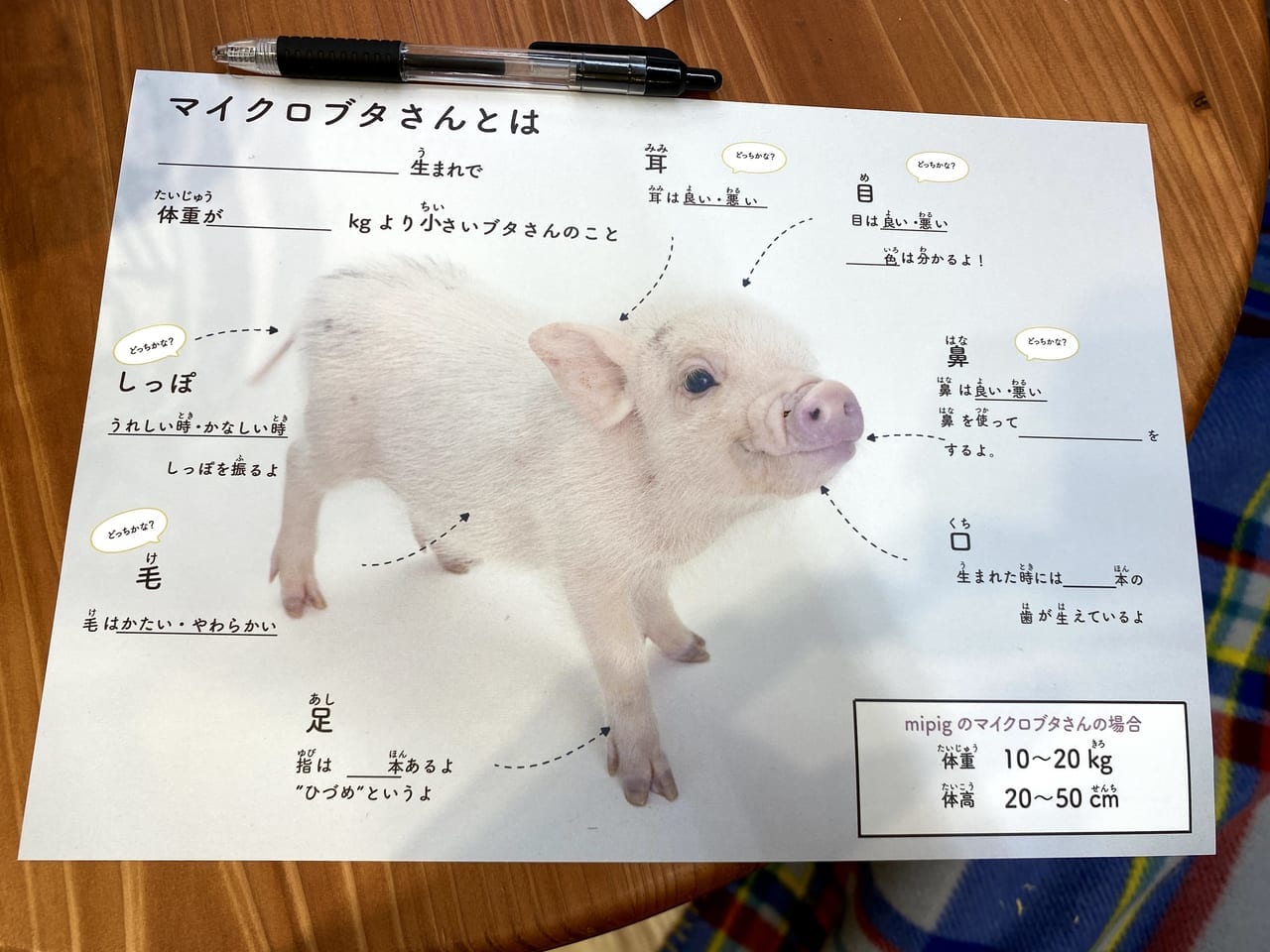 千葉市美浜区 夏休みの自由研究として動物観察と触れ合いが出来る イオンモール幕張新都心でブタさんとの触れ合いスポットが夏休み限定で開催中 号外net 千葉市稲毛区 花見川区 美浜区 千葉市美浜区 夏休みの自由研究として動物観察と触れ合いが出来る イオンモール幕張新都心でブタさんとの触れ合いスポットが夏休み限定で開催中 号外net 千葉市稲毛区 花見川区 美浜区